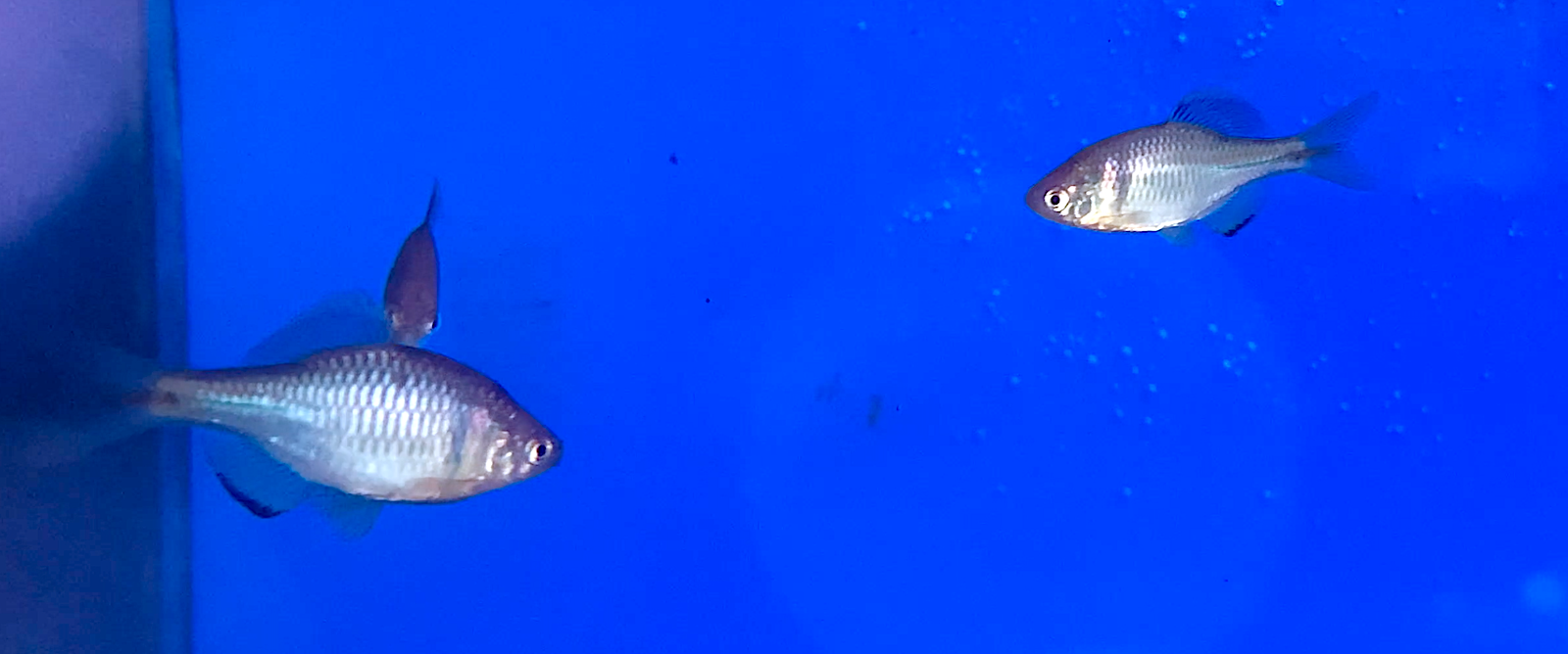 Aquarium Movies Japan Archive 生きている魚図鑑 Aquarium Movies Japan Archive 生きている魚図鑑