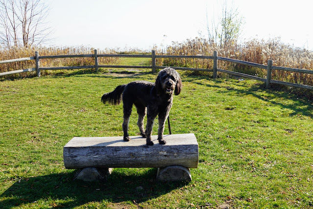 Lucy posing on the bluffs of Petticoat Creek Conservation Area