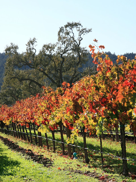 Autumn In The Vineyard