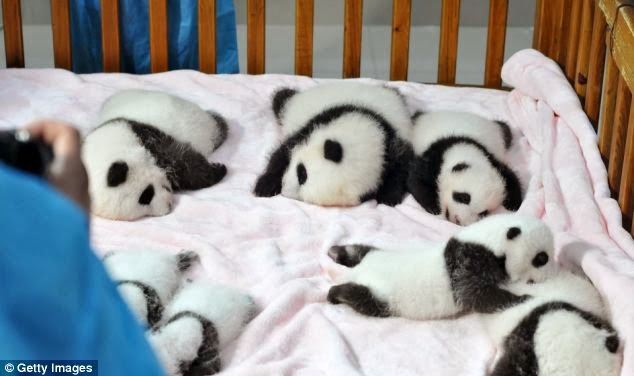 17 Ekor Anak Panda  Yang Comel  di China 8 Gambar  