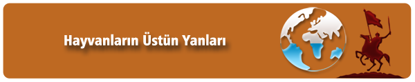 http://cennetegidenyol.blogspot.com/2014/11/hayvanlarn-ustun-yanlar.html