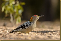 Golden-fronted Woodpecker - Melanerpes aurifrons