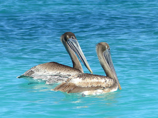 Pelecanus occidentalis - Pélican brun