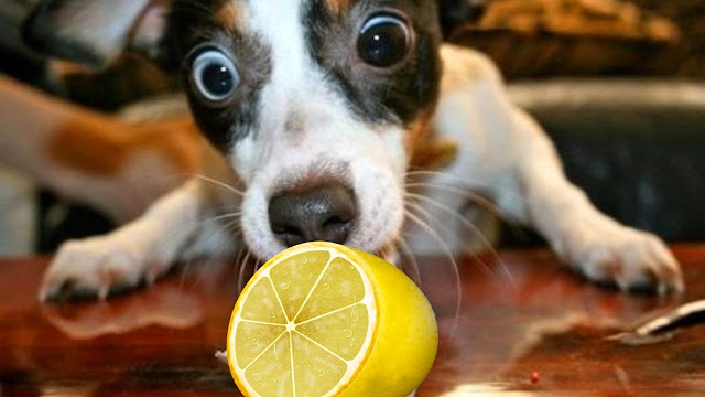 los perros pueden comer limon