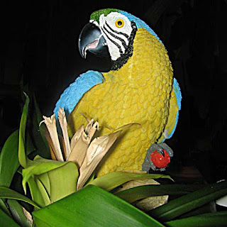 parrot sculpture with plant in our kitchen