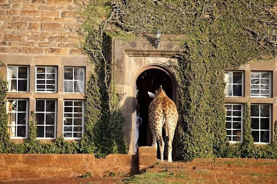 Giraffe Manor