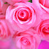 Pink Roses Wallpaper