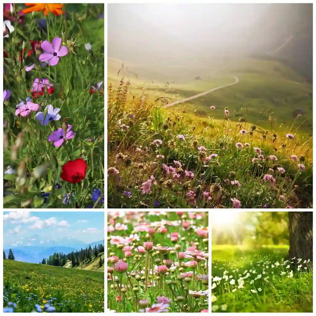 replace grass with wildflowers