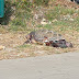Δύο μέρες πεταμένη στα σκουπίδια νεκρή καρέτα-καρέτα στην παραλία του Δρεπάνου