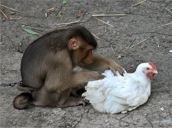 Hamdani Sekumpul: Cerita Monyet , Ayam dan Kepiting