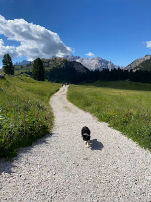 Passeggiata adatta ai cani