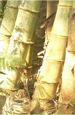 REPUBLIK BAMBOO  Bambu Gombong 