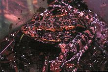 Arnold Air Force Base is the only gopher frog habitat in the entire state of Tennessee