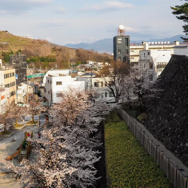 甲府城　舞鶴城公園　桜