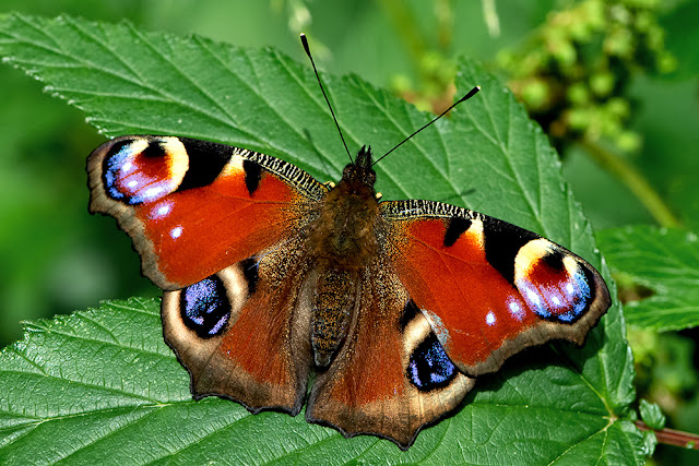 Aglais io the Peacock butterfly