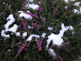 Magenta Heathers in snow