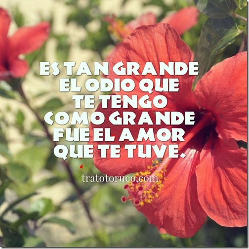 te odio 