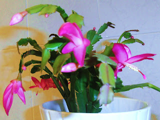 schlumbergera