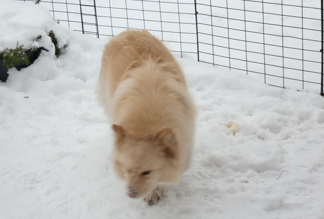 Roxie må snuse, her i gården.