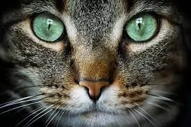 Cats have extraordinary vision