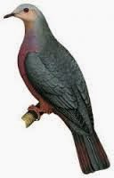 Chestnut bellied imperial pigeon Ducula brenchleyi