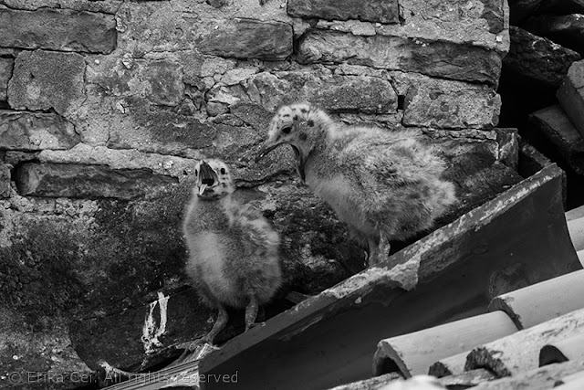 Seagulls Trieste