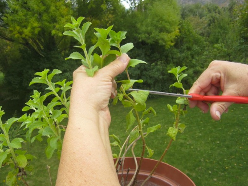 You Want To Quit Smoking? Apply This Herb And It Will Destroy Your Desire For Nicotine