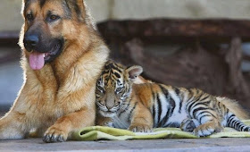 Funny animals of the week - 28 March 2014 (40 pics), baby tiger and dog