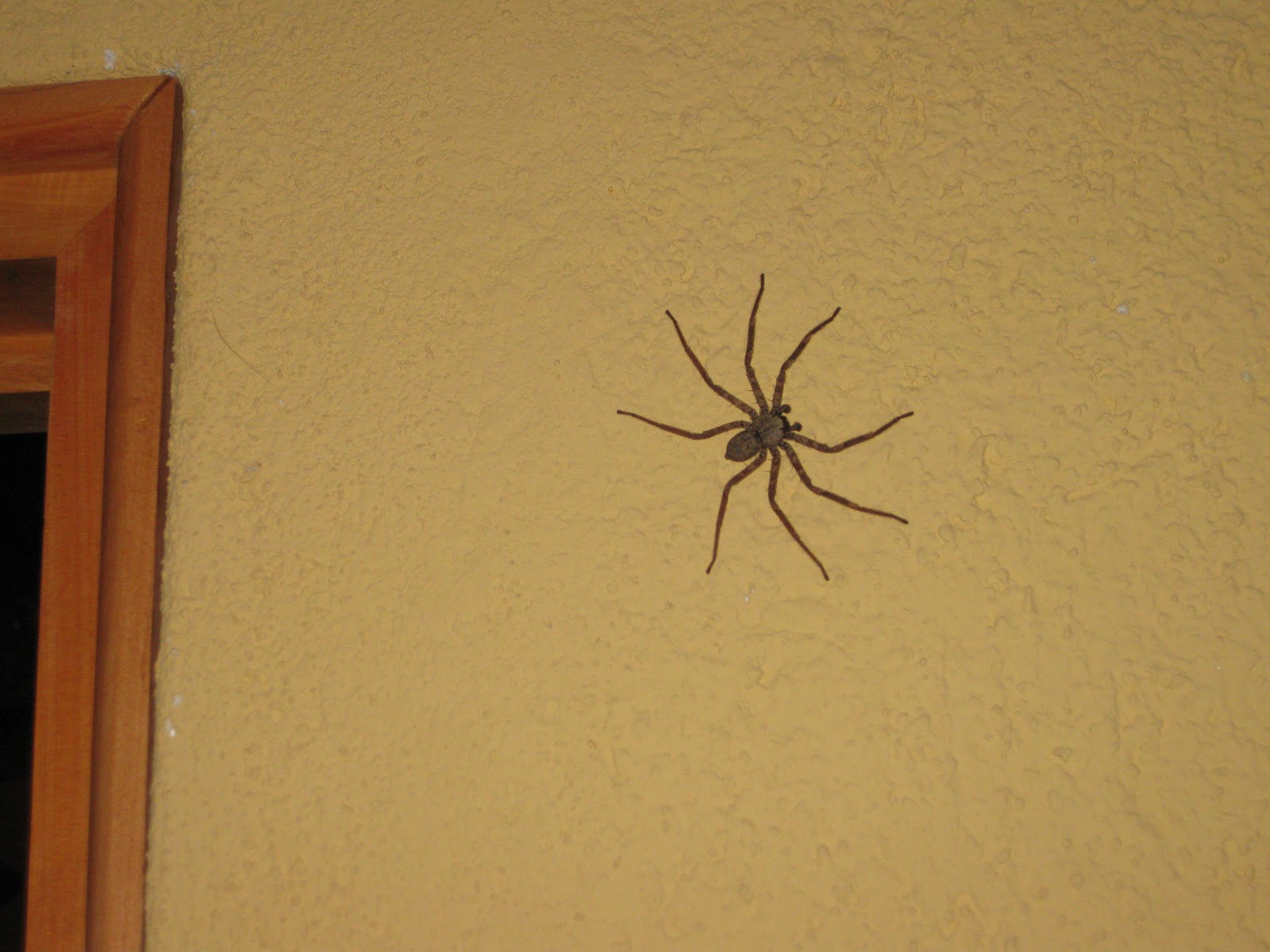 Best way to get rid of a fly infestation, spider poison  