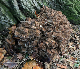 Grifola frondosa, Hen of the Woods.  Beckenham Place Park, 16 October 2016.