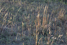 blue-joint grass (Calamagrostis canadensis)