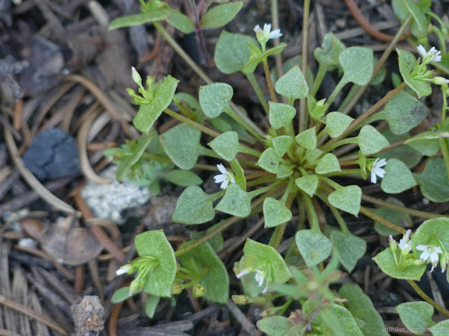 16: tiny flowers in an arrangement of arrow shaped leaves