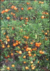 Adelaide Kitchen Gardeners: Fruit trees and rain water in ...