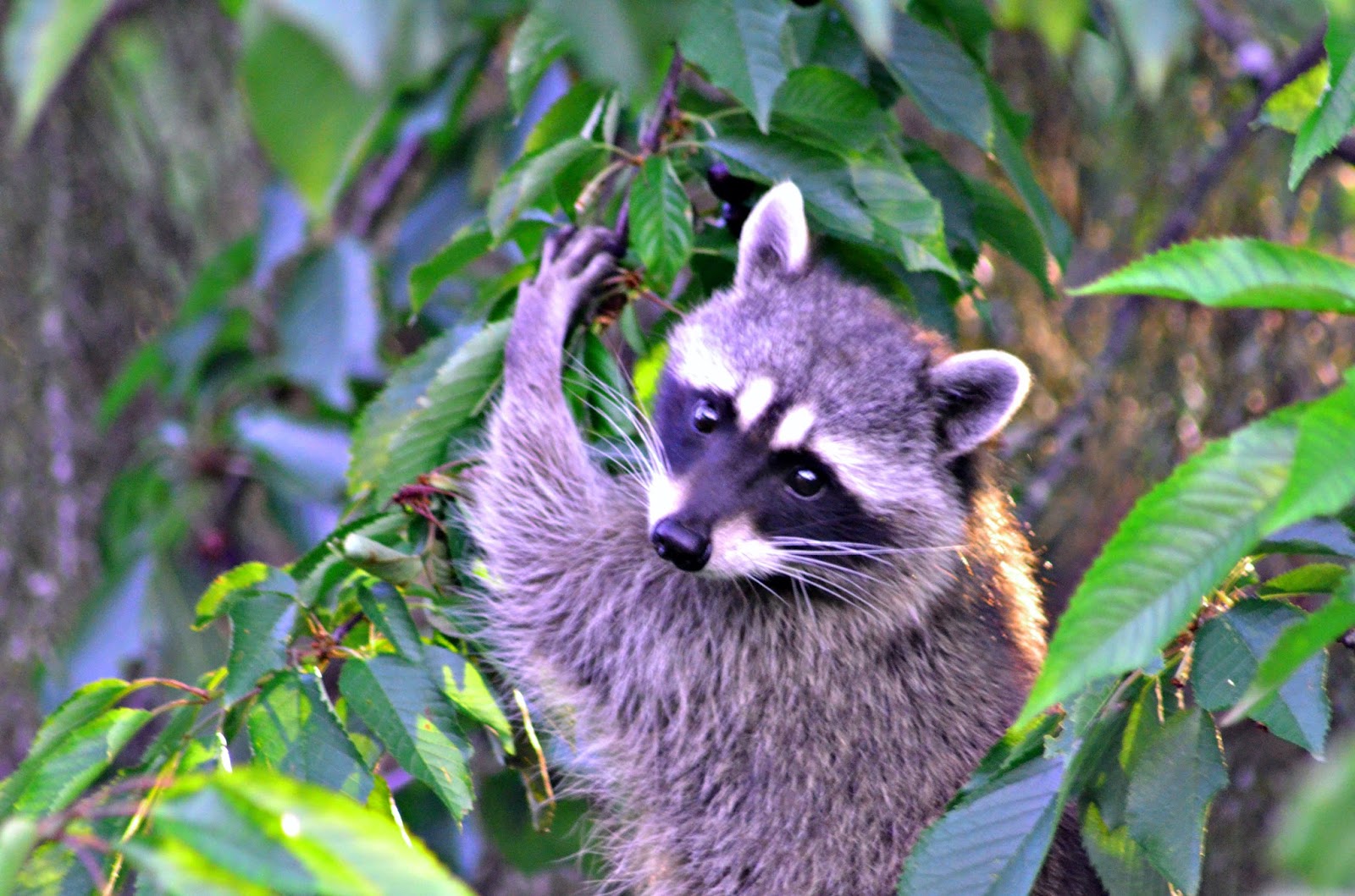 Raccoon In A Tree Birds In The Nature