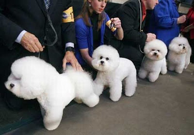 Worst Dog Haircuts Ever