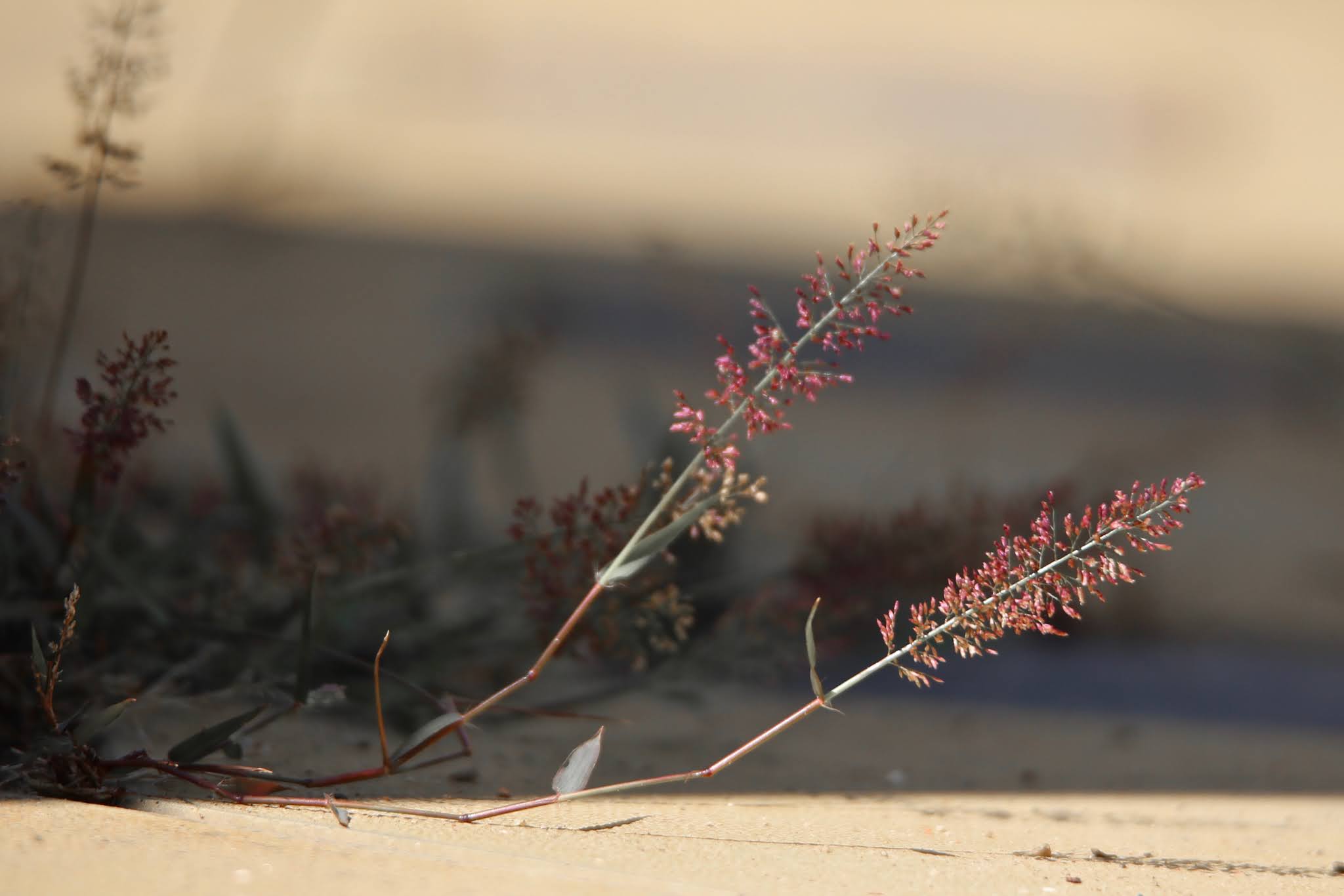 Most common Weeds and Wild flowers, and grasses with name in Karnataka,. India, high resolution free