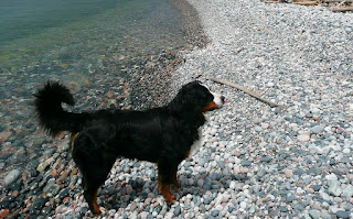 pictures of bernese mountain puppies