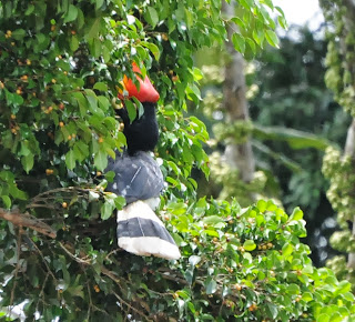 Rhinoceros Hornbill (Buceros rhinoceros)