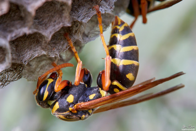 Wasp at Work