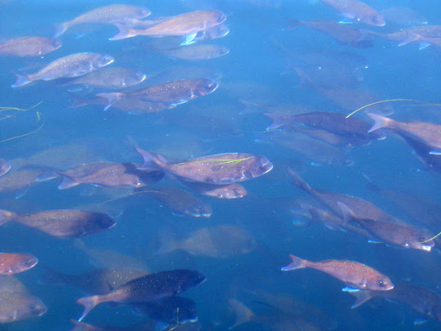 Θεσπρωτία: "Πιέζονται" οι ιχθυοκαλλιέργειες στη Θεσπρωτία, λόγω της μείωσης των τιμών των ψαριών