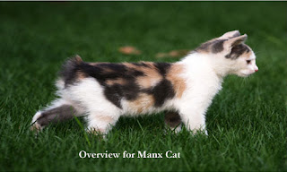 Overview of Manx Cat