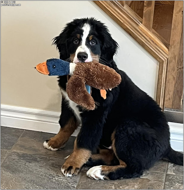 bernese mountain dog