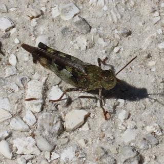 Southern Green-striped Grasshopper - Chortophaga australior