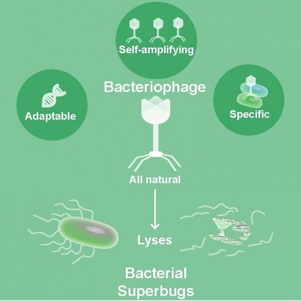 Bacteriophages can potentially be used to combat antibiotic-resistant bacterial infections.
