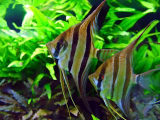 gambar ikan manfish Pterophyllum scalare