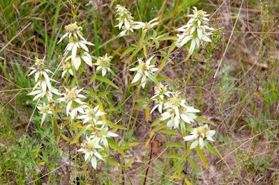 spotted horsemint