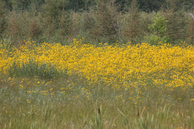 southern wetland closeup view