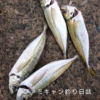 釣れたアジ