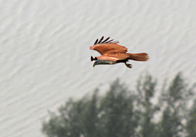 Eagle seen at Cape Panwa, Phuket