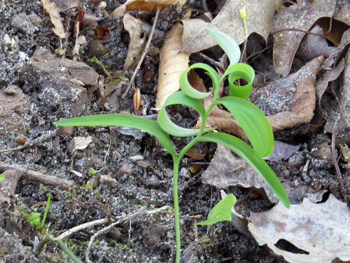 solomon's seal leaves